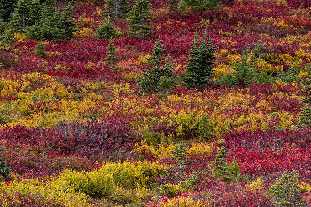 Huckleberry bushes and mountain ash in autumn hues in Mount Rainier National Park, Washington State